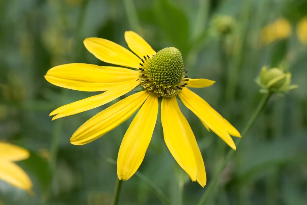 Prairie Coneflower Closeup