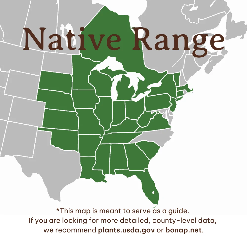 Prairie Coneflower Range