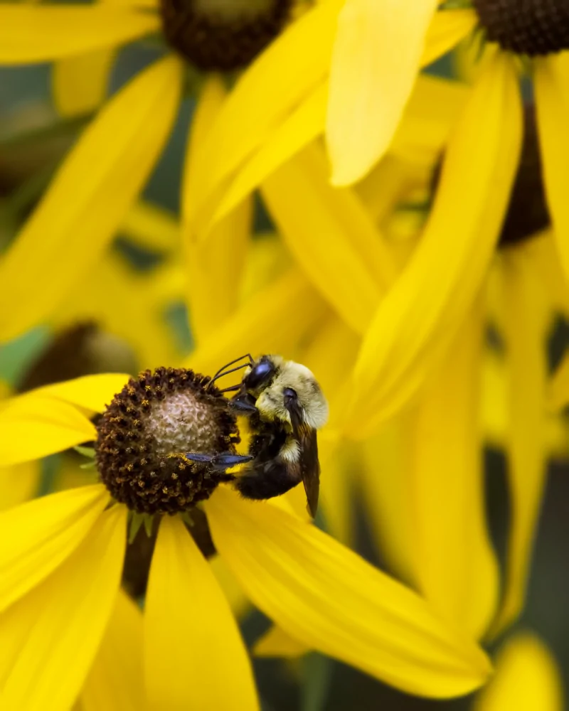 Prairie Coneflower with Bee