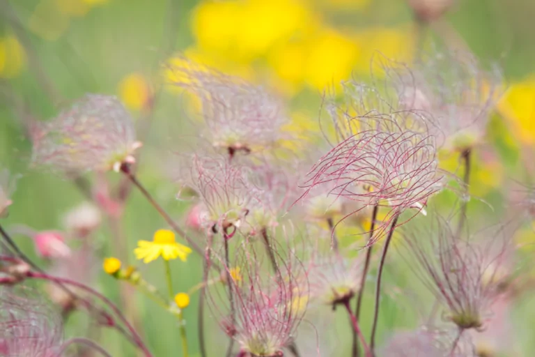 Prairie Smoke Closeup Image