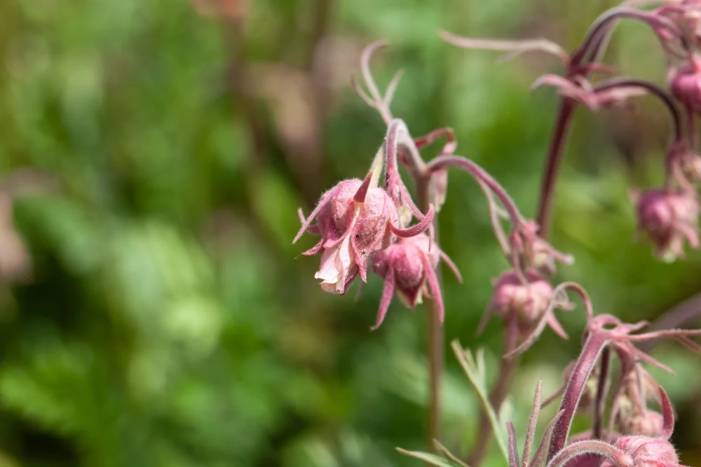 Prairie Smoke Flower Image