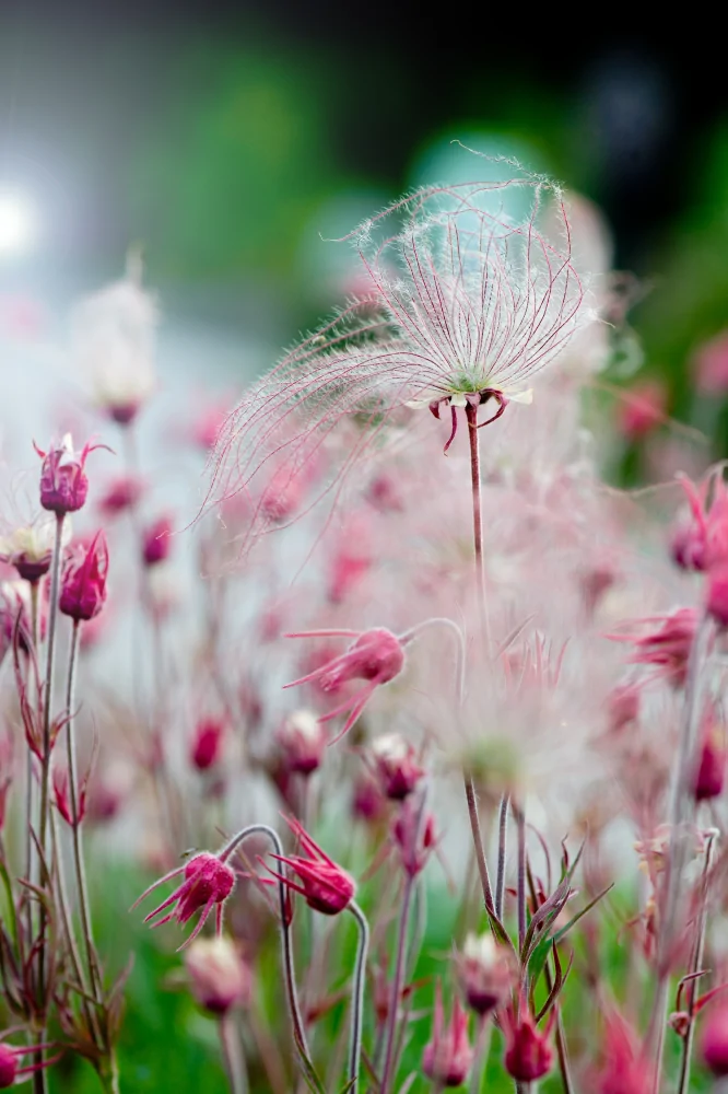 Prairie Smoke Image