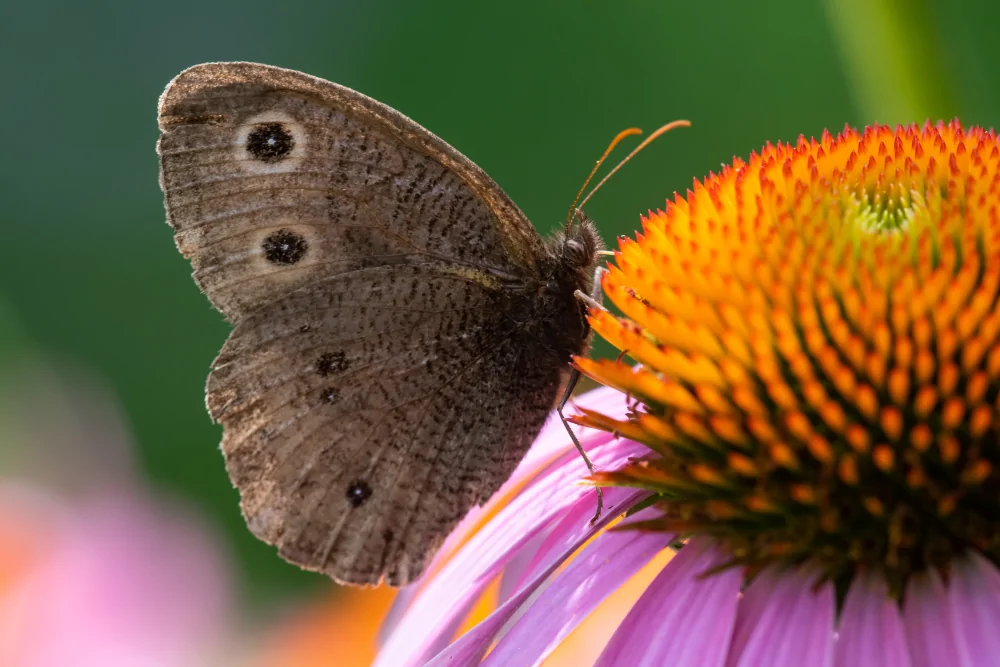 Common Wood Nymph Image
