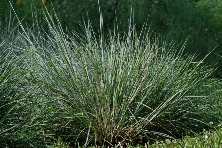 Little Bluestem Image