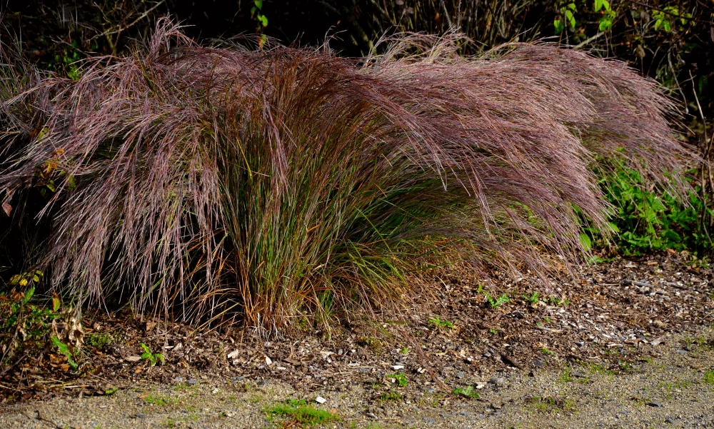 Little Bluestem Blooms Image