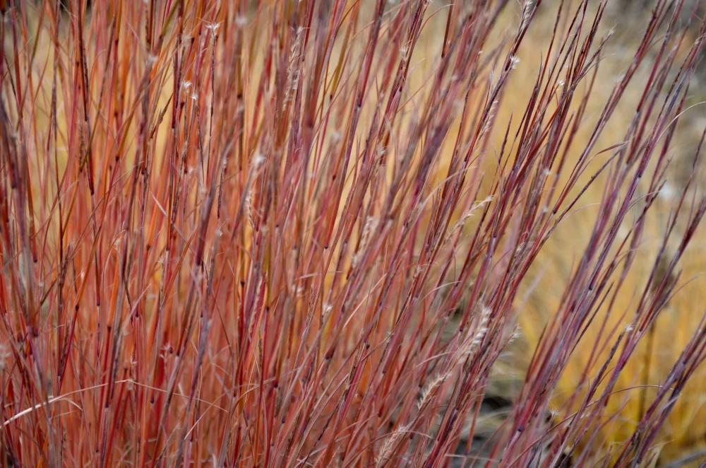 Little Bluestem Fall Color