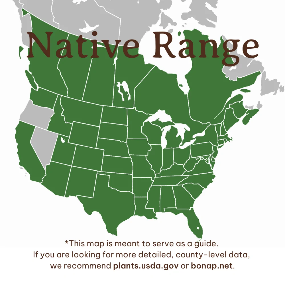 Little Bluestem Range