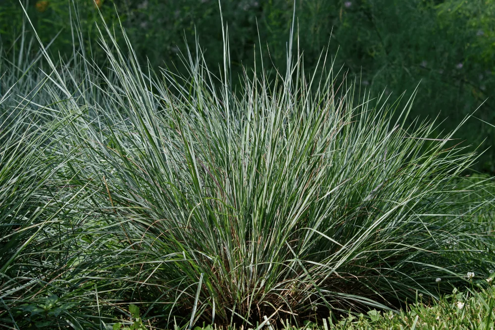 Little Bluestem Image