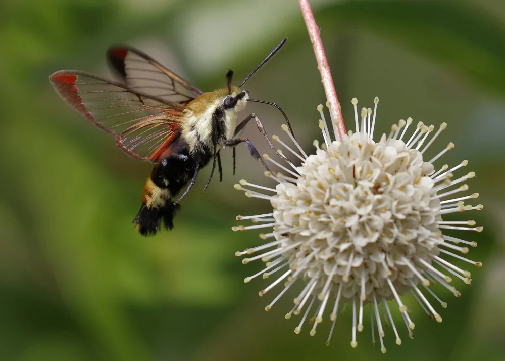 Snowberry Clearwing Image