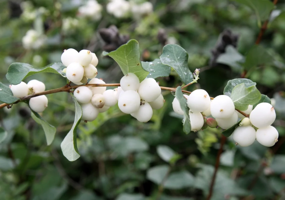 Snowberry Closeup