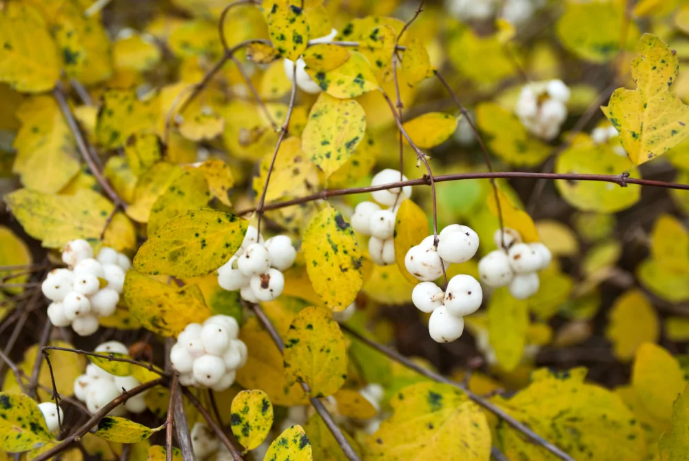 Snowberry Fall Foliage
