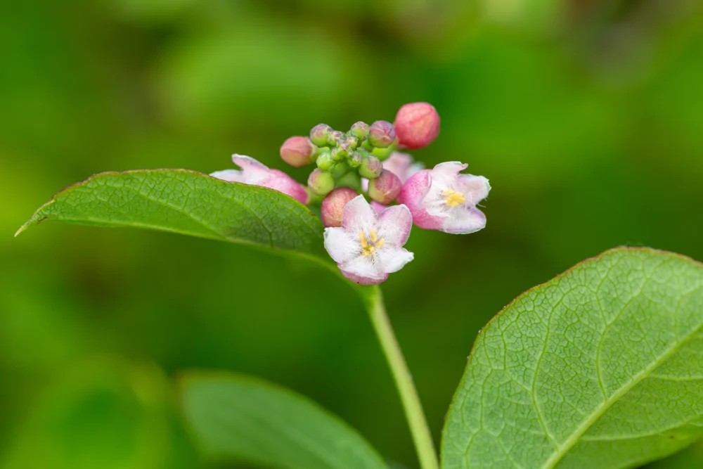 Snowberry Flowers