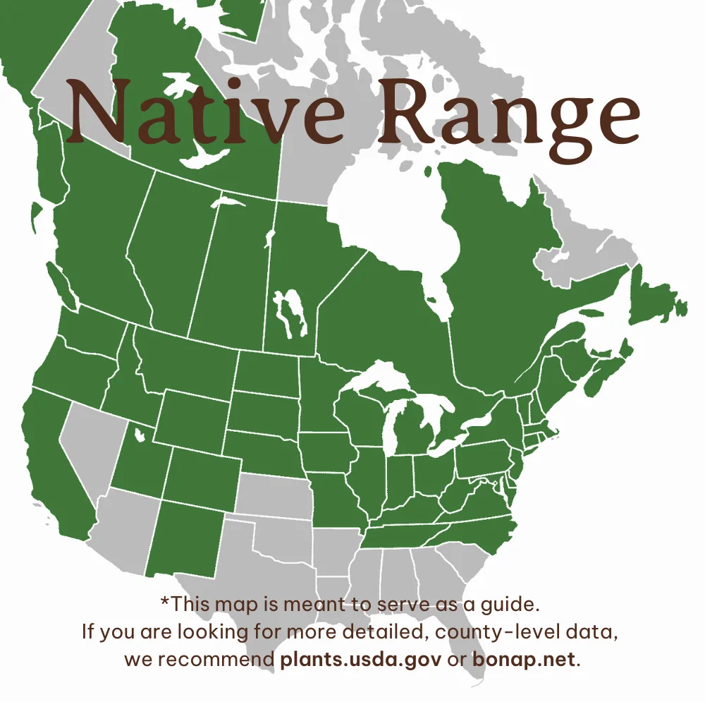 Snowberry Range