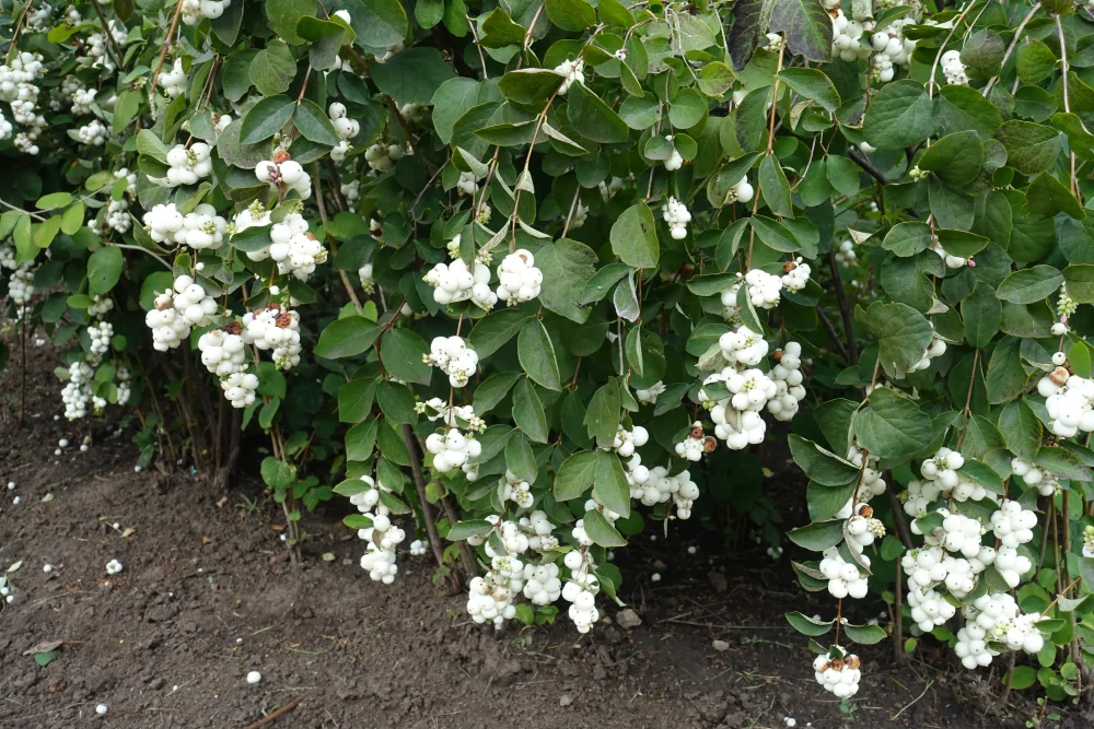 Snowberry Image