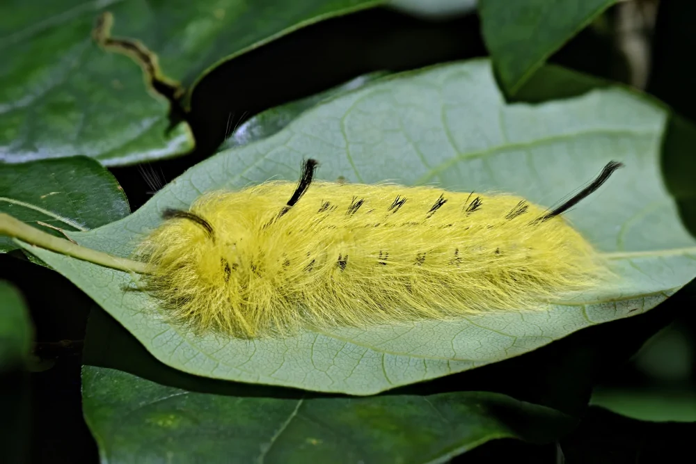 American Dagger Moth