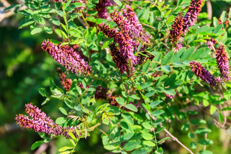 False Indigo Bush Image