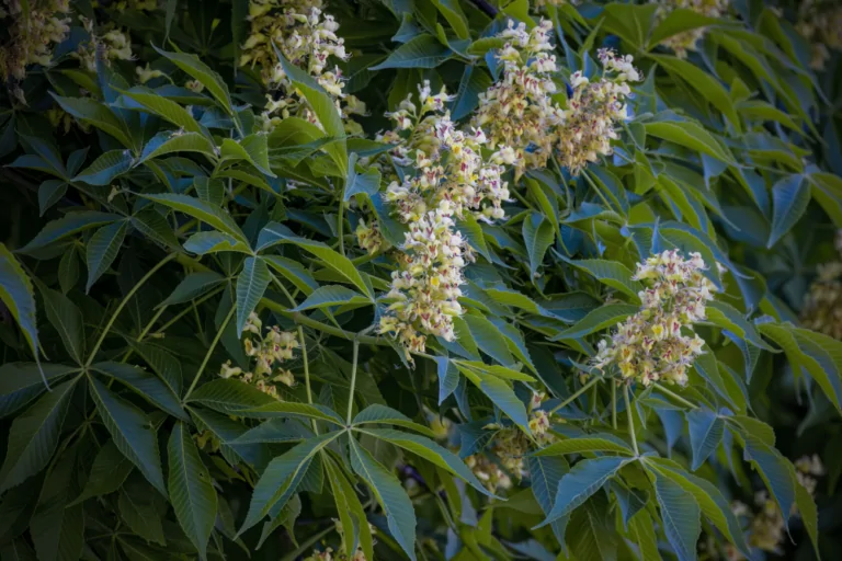 Ohio Buckeye Image