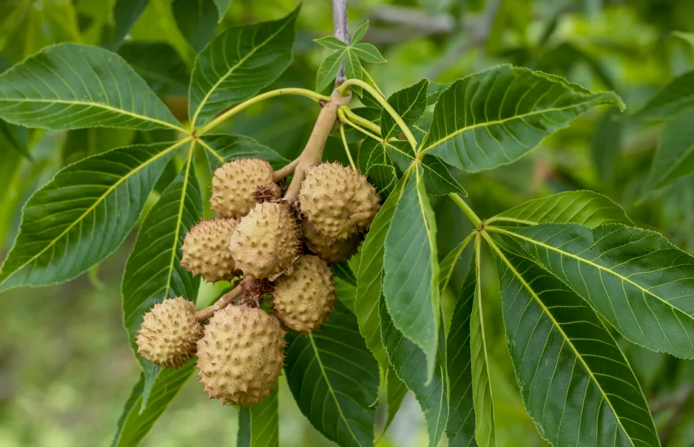 Ohio Buckeye Fruit Image
