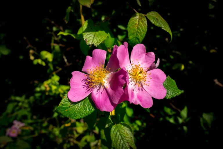 Wood's Rose Closeup Image
