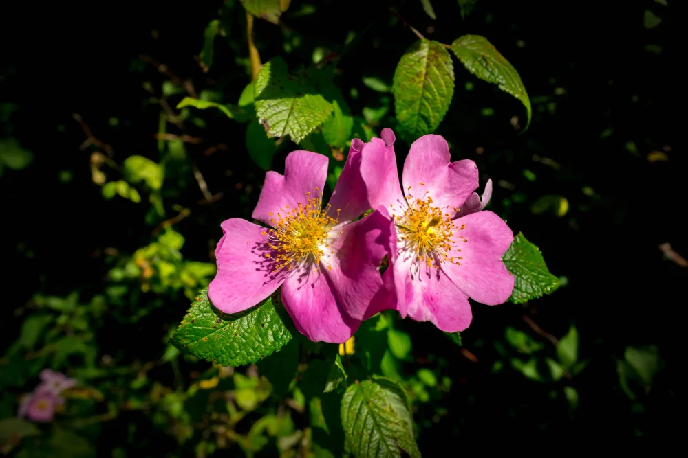 Wood's Rose Closeup Image