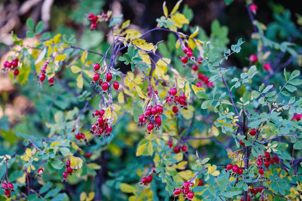 Woods Rose Hips Image