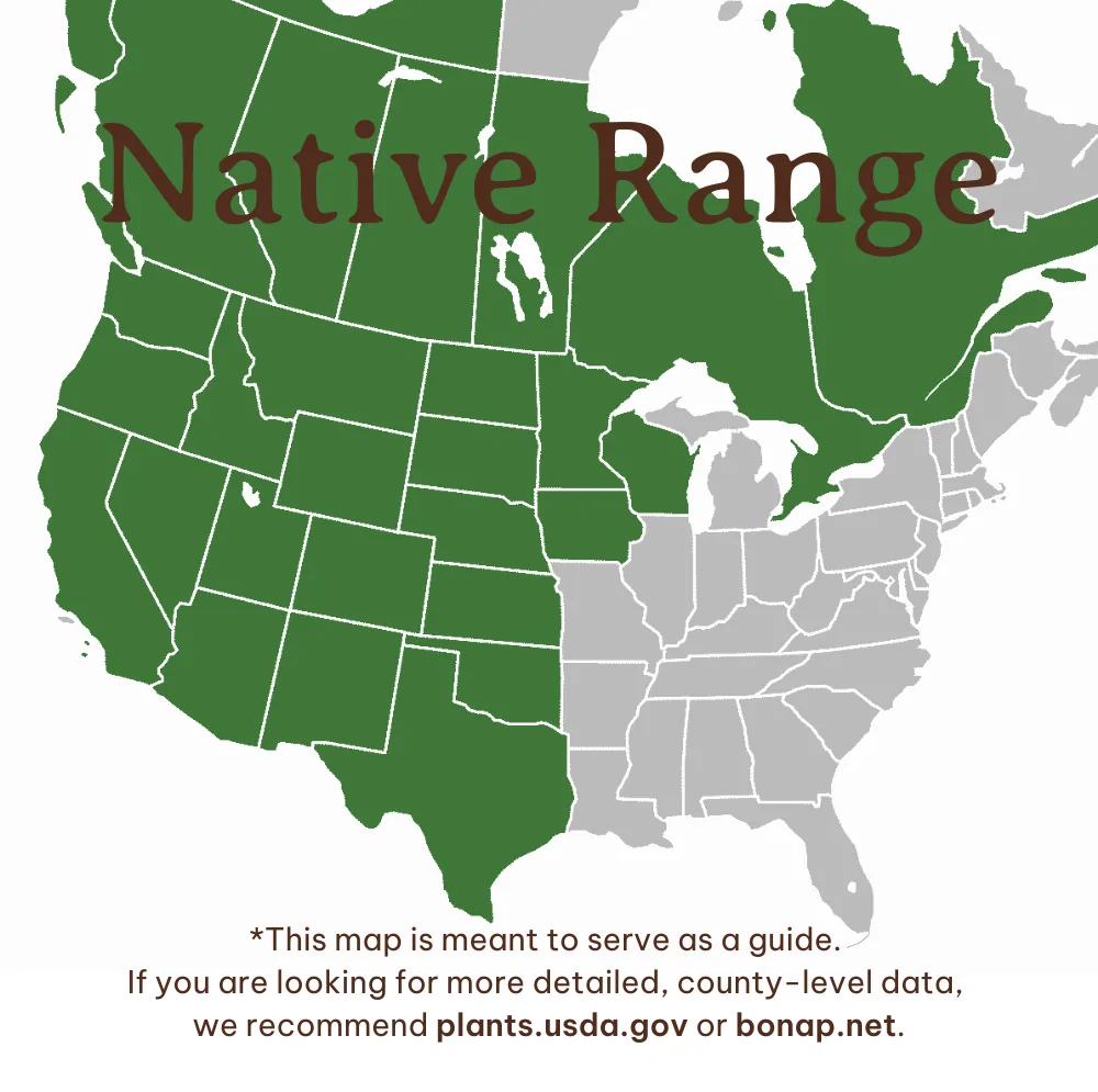 Wood's Rose Range
