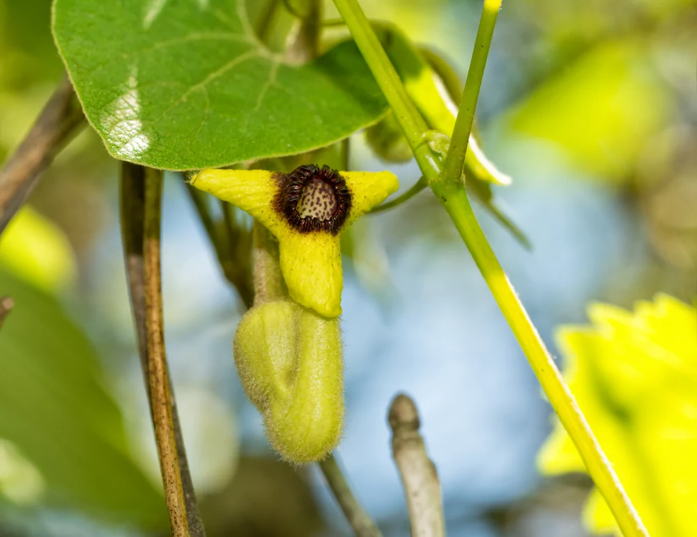Wooly Pipevine Closeup