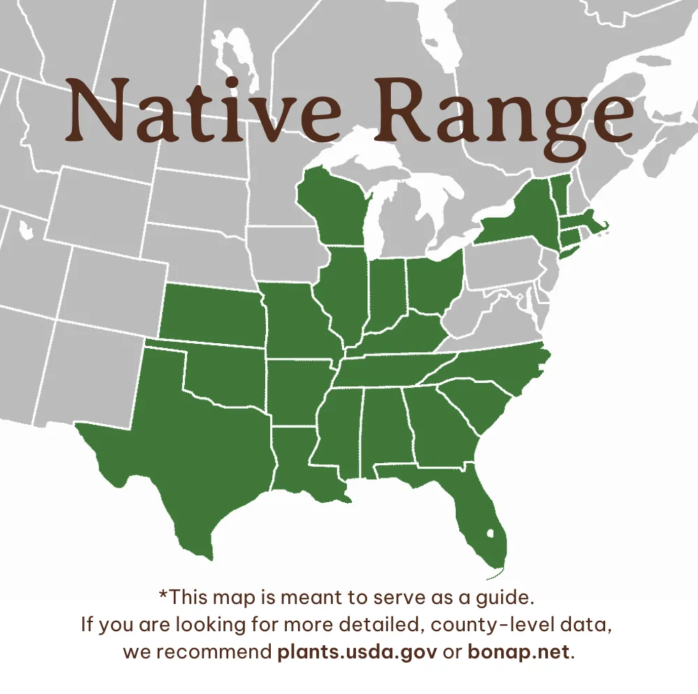Wooly Pipevine Range