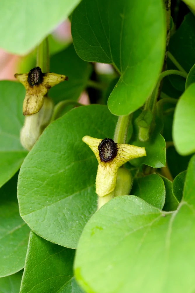 Wooly Pipevine Image