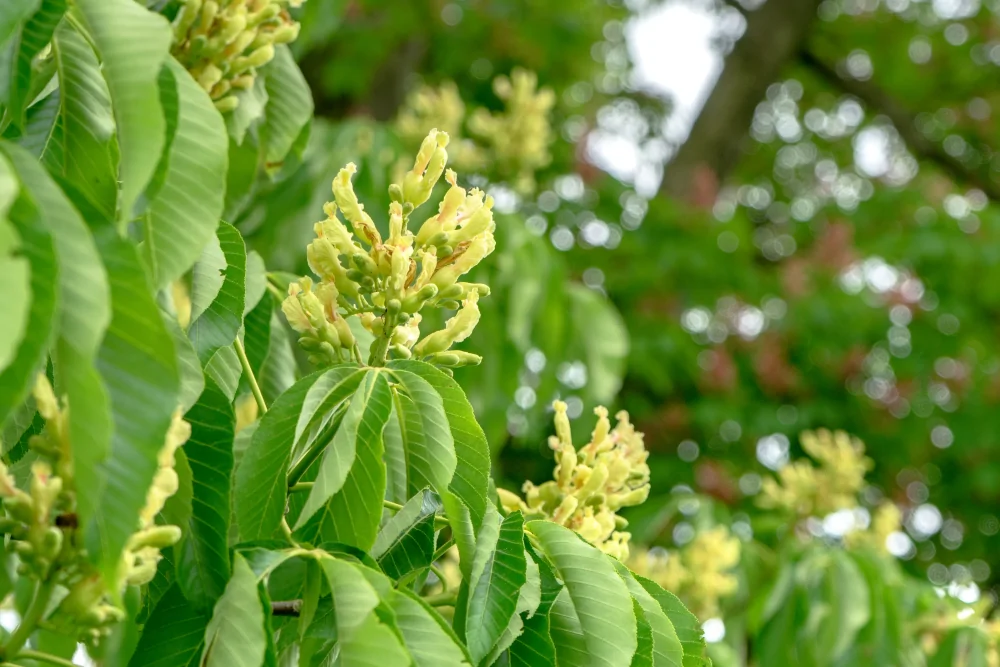Yellow Buckeye Bloom Image