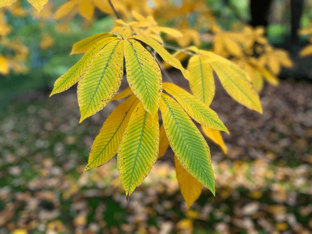 Yellow Buckeye Fall Color Image