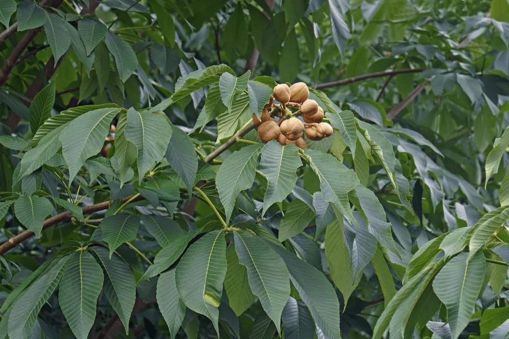 Yellow Buckeye Fruit Image