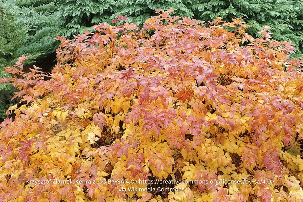 Yellowroot Fall Color