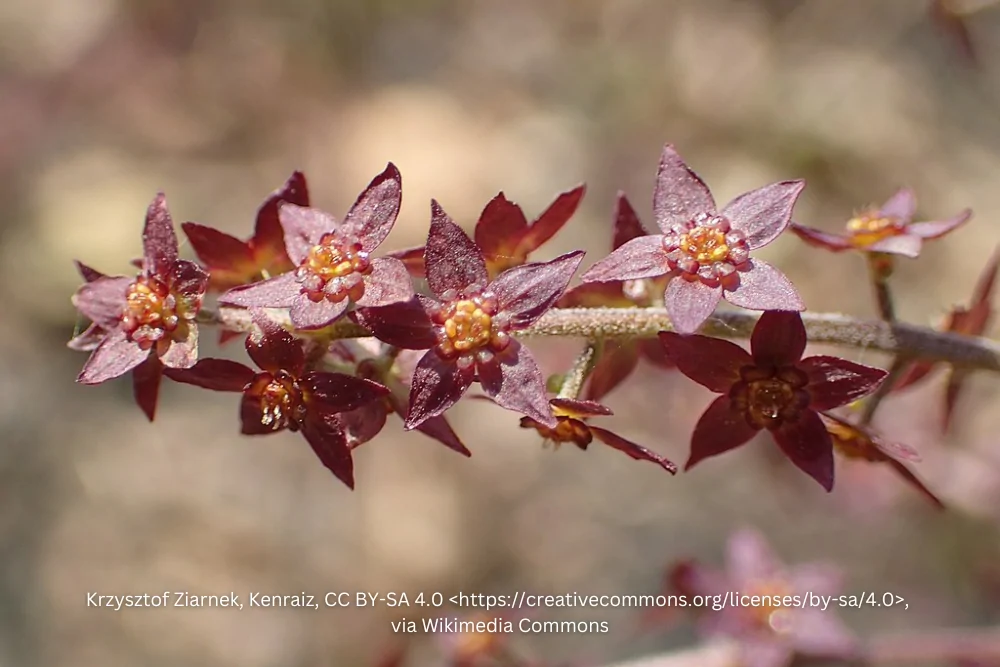 Yellowroot Flowers