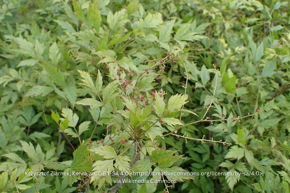 Yellowroot Leaves