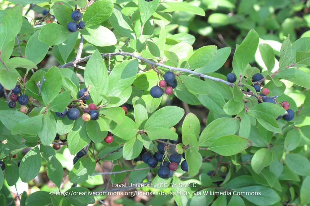 Black Huckleberry Berries image