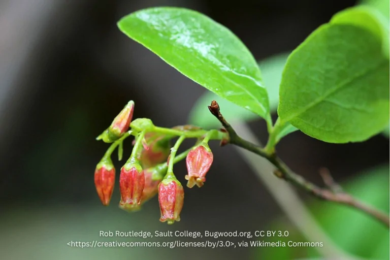 Black Huckleberry Blooms image