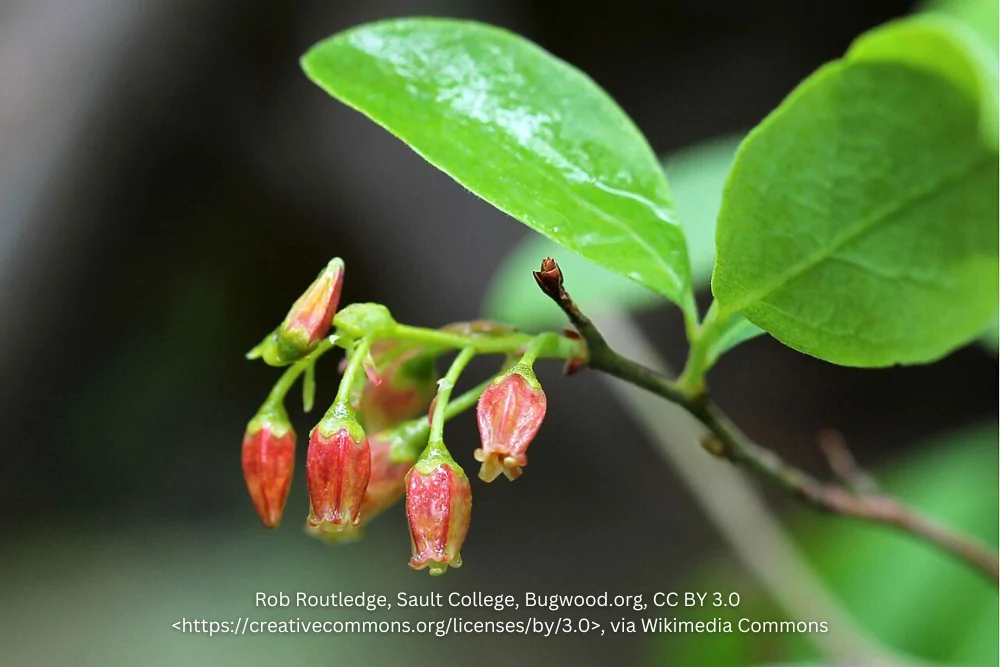Black Huckleberry Blooms image