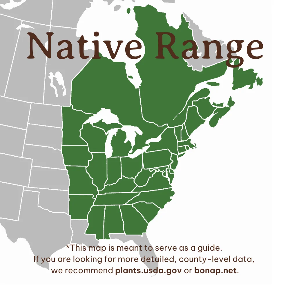 Black Huckleberry Range