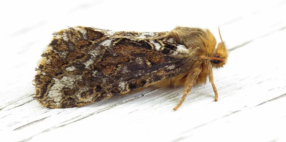 Image of a Conifer Swift Moth on a white table.