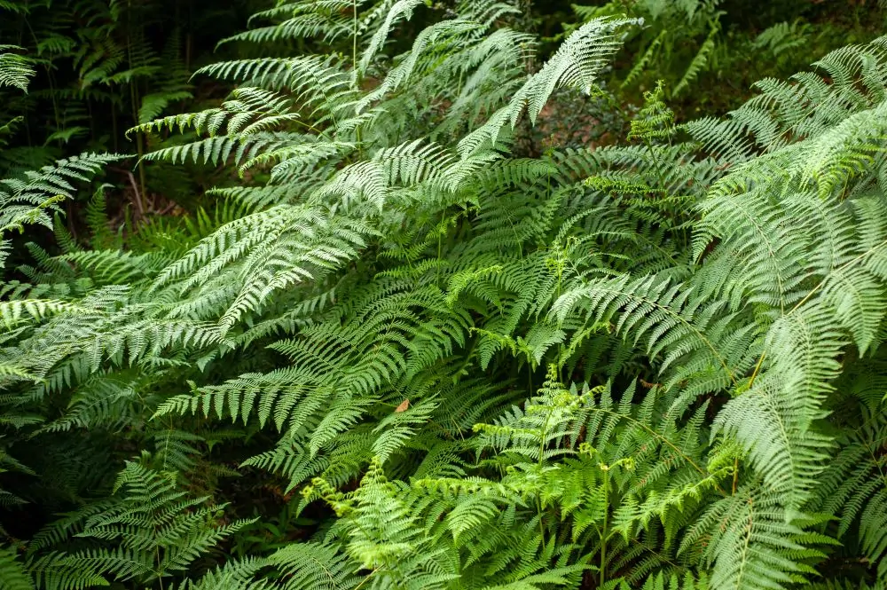 Eastern Marsh Fern Closeup image