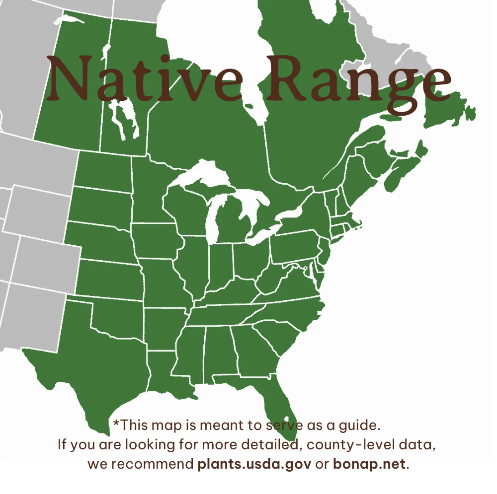 Eastern Marsh Fern Range
