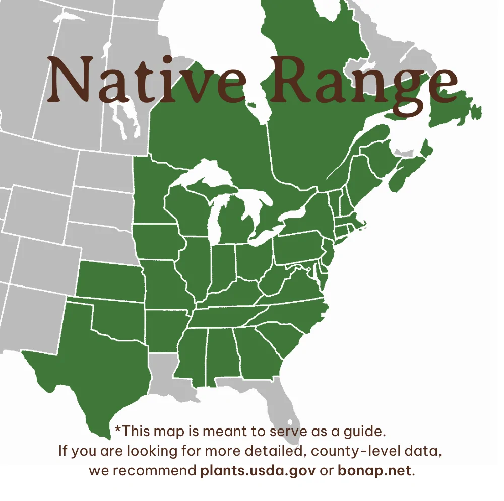 Marginal Wood Fern Range