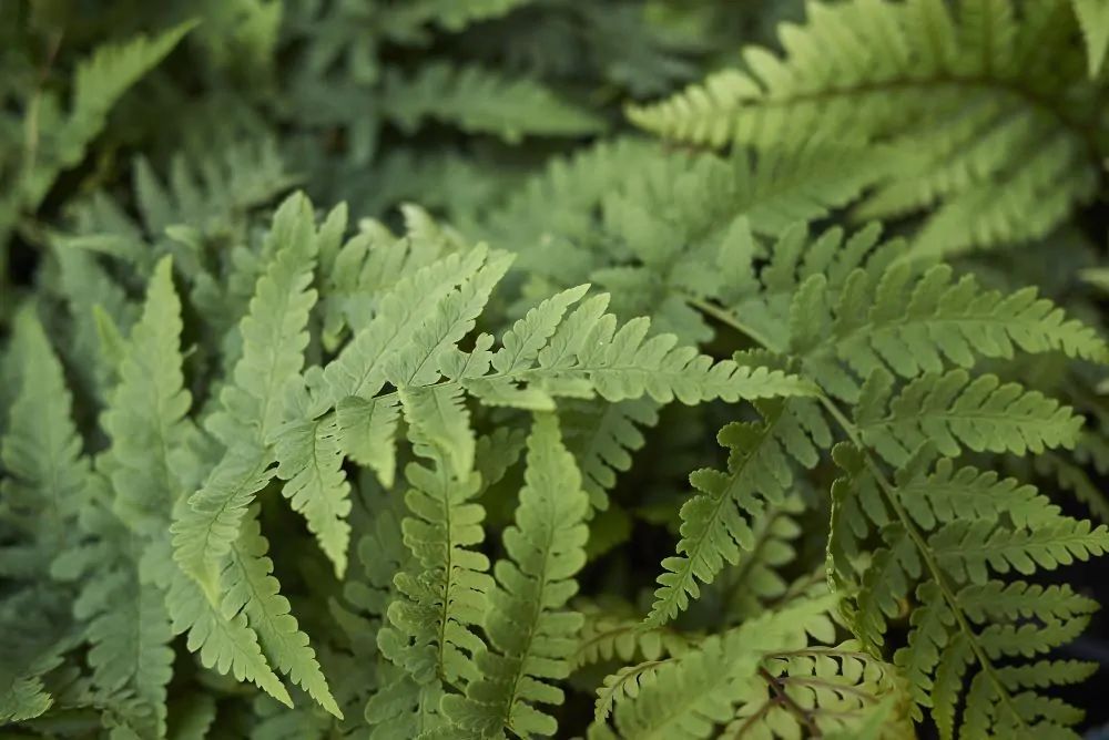 Marginal Wood Fern image