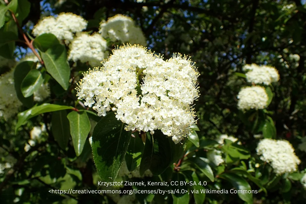 Rusty Blackhaw Viburnum Image