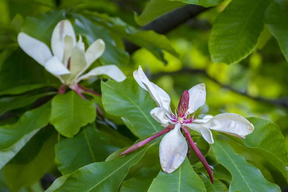 Umbrella Magnolia Blooms image
