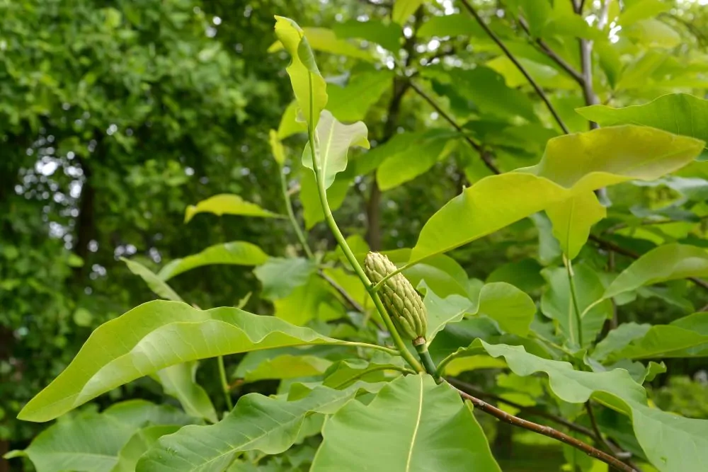 Umbrella Magnolia Fruit Image