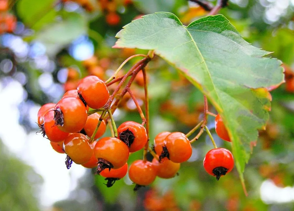 Washington Hawthorn Berries image