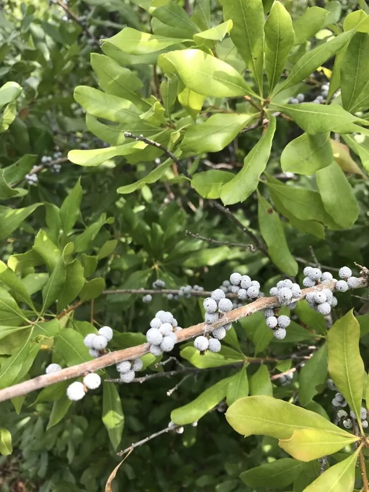 Waxmyrtle Berries image