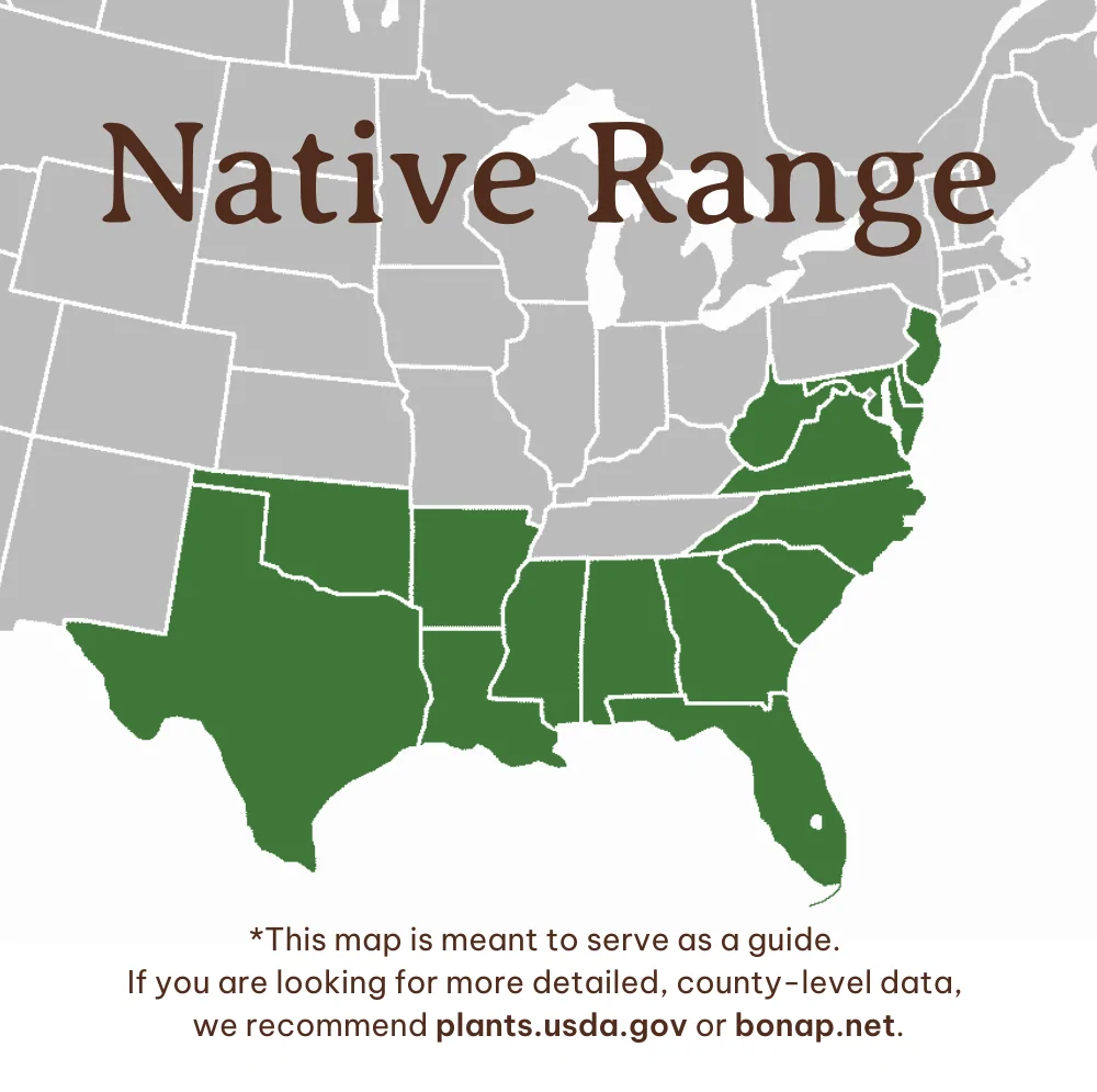 Waxmyrtle Range